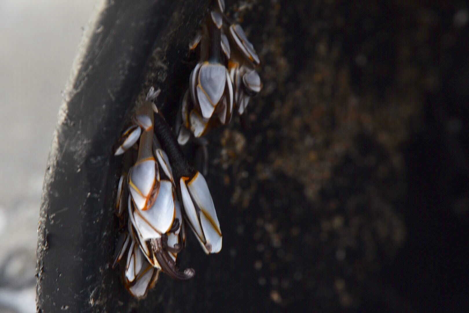 Le lepadi, crostacei sessili